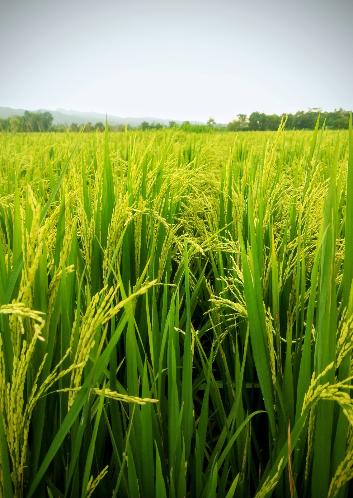 Variety of rice products